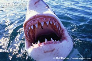 Great-white-shark-jaws