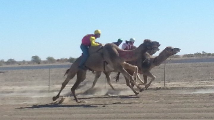 camel-raceing