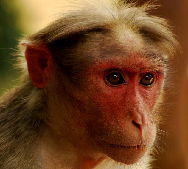Portrait_of_Bonnet_Macaque_(Macaca_radiata)_edited